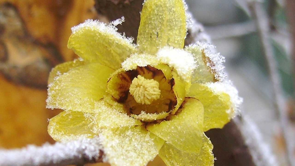 Fiore del calicanto d'inverno